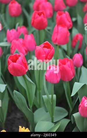 Pink Triumph Tulpen (Tulipa) im März blüht der High Ball in einem Garten Stockfoto