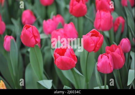 Pink Triumph Tulpen (Tulipa) im März blüht der High Ball in einem Garten Stockfoto