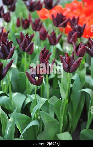 Sehr dunkelrote Triumph Tulpen (Tulipa) heiße Schokolade blüht im März in einem Garten Stockfoto