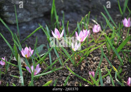 Violett-rosa Verschiedenes niedrig wachsende Tulpen (Tulipa humilis) Viola blühen im März in einem Garten Stockfoto