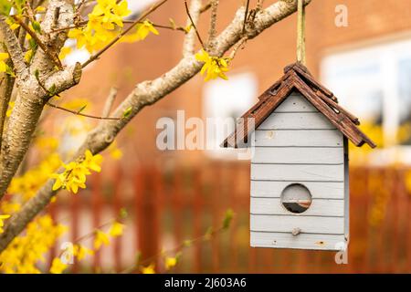 Vogelfutterhäuschen, das an einem dekorativen Strauch mit gelben Blumen hängt, Vogelkiste in Form eines kleinen Hauses, von vorne gesehen. Vogelhaus aus Holz in Stockfoto