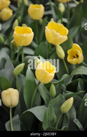 Gelb Darwin Hybride Tulpen (Tulipa) Elfenbein Floradale blühen im März in einem Garten Stockfoto