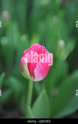 Im März blüht in einem Garten die Freude des Frühlings Stockfoto