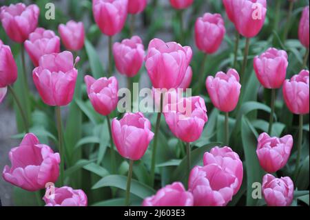 Pink Triumph Tulpen (Tulipa) Jumbo Pink blüht im März in einem Garten Stockfoto