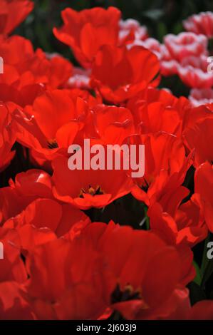 Red Darwin Hybride Tulpen (Tulipa) Lalibela blühen im März in einem Garten Stockfoto