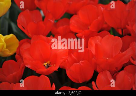 Red Darwin Hybride Tulpen (Tulipa) Lalibela blühen im März in einem Garten Stockfoto