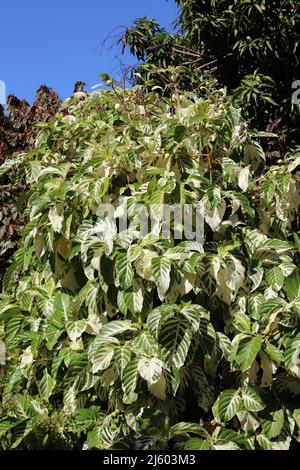 Ein großer, verwaschener Noni-Baum, Morinda citrifolia, der an einem klaren Tag in Kauai, Hawaii, USA, Früchte trägt Stockfoto