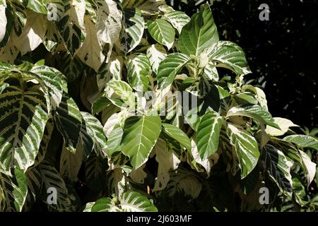 Große, vareigierte Noni-Baumblätter, Morinda citrifolia und Früchte in Kauai, Hawaii, USA Stockfoto