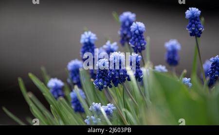 Muscari armeniacum blüht im Garten auf dunklem Grund. Schöne Frühlingsblumen im Garten. Stockfoto