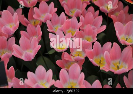 Pink Darwin Hybride Tulpen (Tulipa) Helle und verträumte Blüte in einem Garten im März Stockfoto