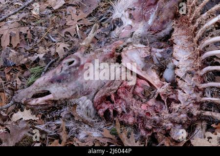 Buck White-Tailed Deer, Odocoileus Virginianus, Karkasse arbeitete an Scavengers, Michigan, USA Stockfoto