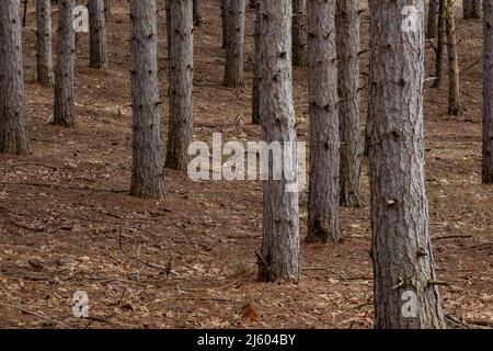 Rotkiefer, Pinus resinosa, Plantage im Zentrum von Michigan, USA Stockfoto