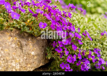 Nahaufnahme von leuchtend farbigen Blüten in Purpur, Aubrieta Cascade Blue, blühende Pflanzen namens Rock Cress, die im Frühjahr im Garten wachsen, Bodenbedeckung Stockfoto