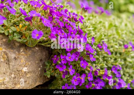 Nahaufnahme von leuchtend farbigen Blüten in Purpur, Aubrieta Cascade Blue, blühende Pflanzen namens Rock Cress, die im Frühjahr im Garten wachsen, Bodenbedeckung Stockfoto