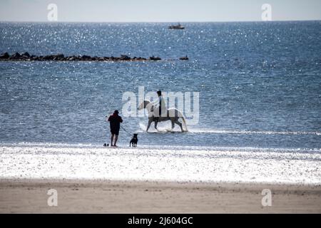 Ayr, Schottland, Großbritannien. 26. April 2022. IM BILD: Westlich von Schottland sah man strahlenden Sonnenschein und blauen Himmel am Meer am Ayr Beach. Menschen gehen spazieren und ein Reiter nimmt ihr Pferd durch einen Galopp im kühlen Meerwasser. Quelle: Colin Fisher/Alamy Live News Stockfoto