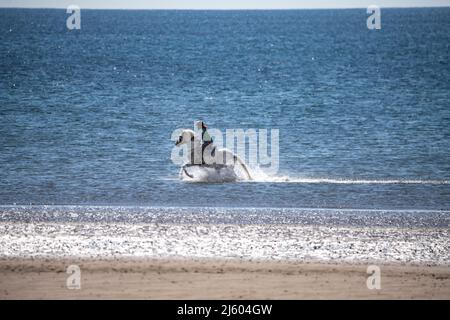 Ayr, Schottland, Großbritannien. 26. April 2022. IM BILD: Westlich von Schottland sah man strahlenden Sonnenschein und blauen Himmel am Meer am Ayr Beach. Menschen gehen spazieren und ein Reiter nimmt ihr Pferd durch einen Galopp im kühlen Meerwasser. Quelle: Colin Fisher/Alamy Live News Stockfoto