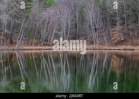 Papierbirken, Betula papyrifera, am Ufer des Lost Canyon Lake in Canadian Lakes, Michigan, USA Stockfoto