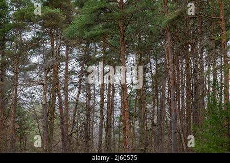 Scotch Pine, Pinus sylvestris, Plantage, die vor langer Zeit im Zentrum von Michigan, USA, gepflanzt wurde Stockfoto