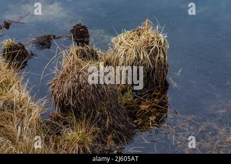 Grasklumpen am Rand eines Sees, der von Moschusratten beweidet wurde, Michigan, USA Stockfoto