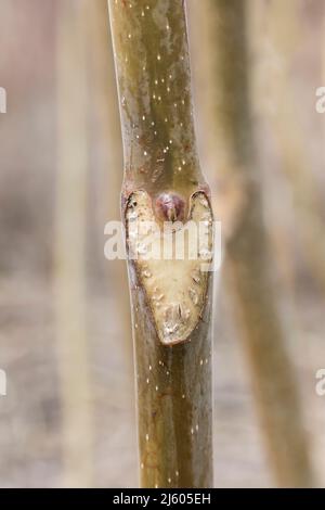 Baum des Himmels, Ailanthus altissima, Zweig mit Knospe und Blattnarbe, Michigan, USA Stockfoto