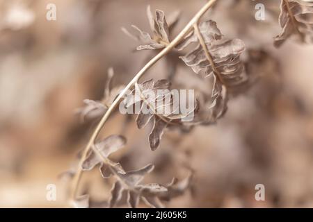 Getrocknete Bracken Fern, Pteridium aquilinum, in Michigan, USA Stockfoto