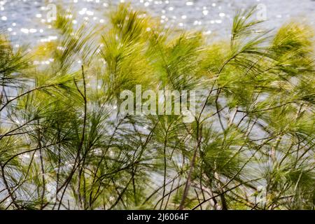 Eastern White Pine, Pinus Strobus, Nadeln, die in einem heftigen Wind entlang eines Sees in Michigan, USA, wehen Stockfoto