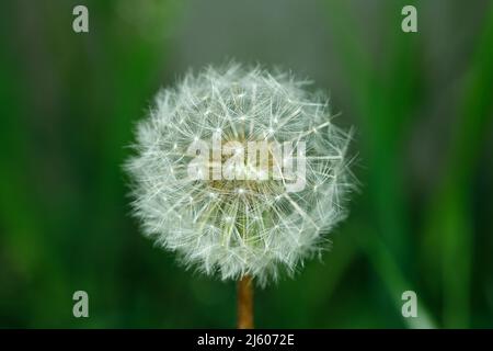 Nahaufnahme Des Dandelion-Saatkopfes Im Frühling Stockfoto