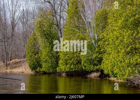 Northern White Cedar, Thuja occidentalis, Bäume entlang des Chippew River im Sylvan Solace Preserve nahe Mt. Pleasant, Michigan, USA Stockfoto