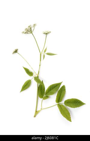 Blühender Bodenälteste, Aegopodium podagraria isoliert auf weißem Hintergrund Stockfoto