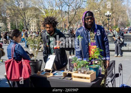 ÒPotrepreneursÓ strömen am Mittwoch, den 20. April 2022, zum Washington Square Park in New York, um ihre Marihuana-bezogenen Waren zu verkaufen und den inoffiziellen Cannabisfeiertag Ò4/20Ó zu feiern. New York legalisierte Marihuana im Jahr 2021. (© Richard B. Levine) Stockfoto