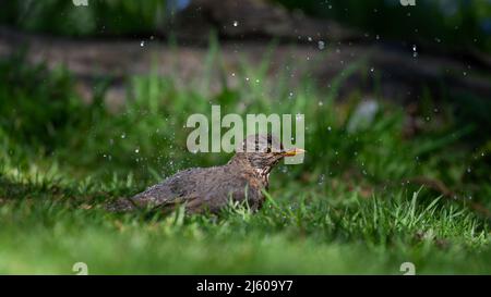 Amsel Turdus merula, Weibchen, die in einem North Norfolk-Gartenbecken baden. Stockfoto