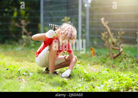 Gartenarbeit für die ganze Familie. Kinder helfen im Garten. Kleiner Junge, der im sonnigen Hinterhof Unkraut zieht. Kind kümmert sich um Rasenunkraut. Stockfoto