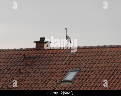 Grauer Reiher auf rotem Dach Stockfoto