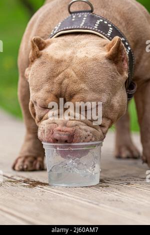 Ein amerikanischer Bully-Hund trinkt Wasser auf einem Spaziergang im Park. Ein fürsorglicher Besitzer nimmt Wasser für ein Haustier an einem heißen Tag Stockfoto