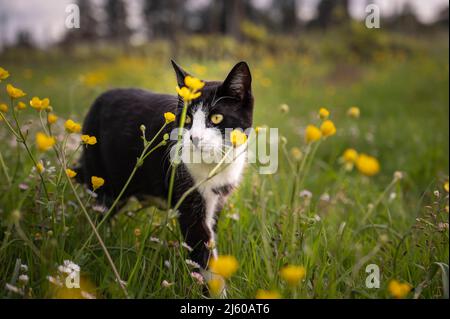 Schöne schwarz-weiße Katze, die auf dem Rasen spielt Stockfoto