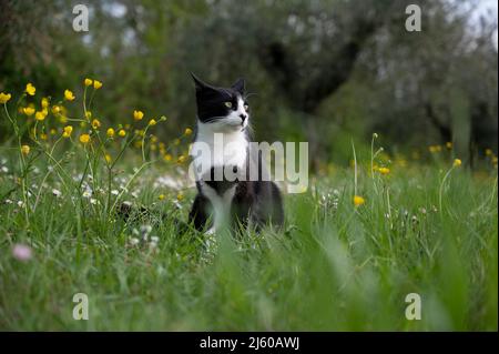 Schöne schwarz-weiße Katze, die auf dem Rasen spielt Stockfoto