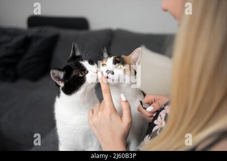 Katzenbesitzerin füttert zwei Katzen mit cremigen Snacks auf der Couch und lässt sie ihren Finger lecken Stockfoto