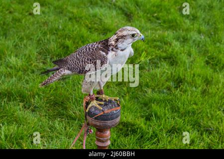 Ein Lanner Falcon steht auf einem Barsch wachsam, bevor er auf eine Falknerei-Ausstellung geflogen wird. Stockfoto