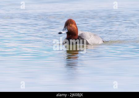 Nahaufnahme der männlichen Rotkopfente, die im blauen Wasser schwimmt Stockfoto