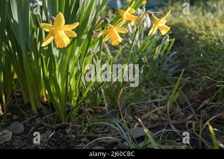 dh ZWERGNARZIENSILBER FLORA Zwergtete a Tete Narzissen und Schneeglöckchen unter großen Narzissillen Stielen in Gartenblumenrand Stockfoto