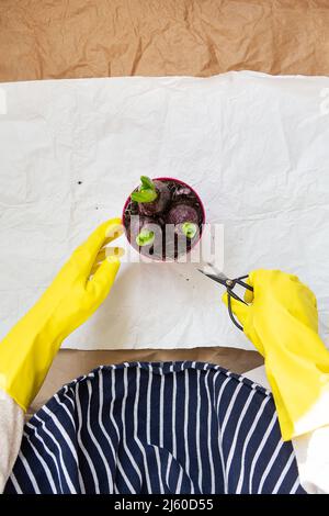 Ein Mädchen in einer gestreiften Schürze transplantiert Hyazinthbirnen aus einem Topf und pflanzt Hyazinthbirnen mit Gartenwerkzeugen Stockfoto