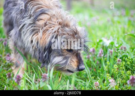 Der zottelige Hund schnüffelt an einem sonnigen Tag Frühlingsblumen. Tiere und Natur. Stockfoto