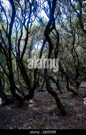 La Gomera, Kanarische Inseln, Spanien: Der Nationalpark Garajonay Stockfoto
