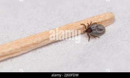 Nahaufnahme von kleinen Hirschen Zeckennymphe auf Holz Zahnstocher in der Arztpraxis oder Labor. Ixodes ricinus. Gefährliche weibliche parasitäre Milbe voll ein gesaugt Blut. Stockfoto