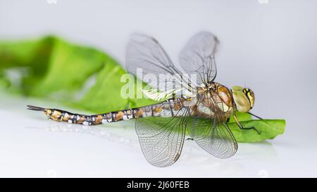 Nahaufnahme des weiblichen Wanderfalters Libellenprofil auf grünem Naturblatt. Aeshna mixta. Schönes braun gemustertes Wasserinsekt mit transparenten Flügeln. Stockfoto