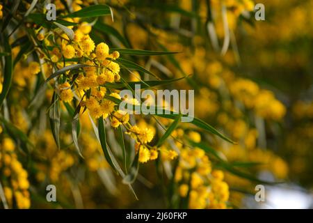 Schöne gelbe Frühlingsblüte von Acacia saligna. Stockfoto