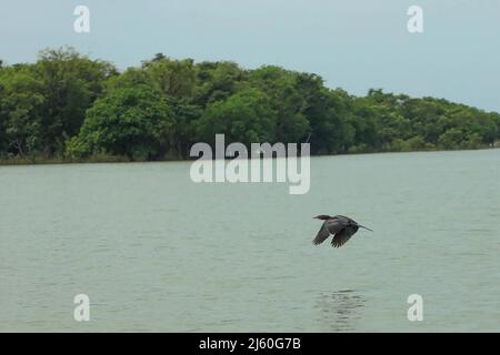 Gesamtansicht von Tanguar Haor in Bangladesch. Tanguar Haor ist ein Feuchtgebiet im Bezirk Sunamganj im Großraum Sylhet in Bangladesch. Dieser Haor erstreckt sich über eine Fläche von etwa 100sq km und ist das zweitgrößte Süßwasser-Feuchtgebiet in Bangladesch. Für die Einheimischen ist der Haor auch als Nayakuri Kandar Chayakuri Beel bekannt. Stockfoto