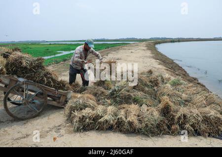 Sunamganj, Bangladesch. 19. April 2022. Ein Bauer sah, wie er seine Ernten in Bündeln auf einem überfluteten Feld in Tanguar Haor in Sunamganj sammelte. Tanguar Haor ist ein Feuchtgebiet im Bezirk Sunamganj im Großraum Sylhet in Bangladesch. Dieser Haor erstreckt sich über eine Fläche von etwa 100sq km und ist das zweitgrößte Süßwasser-Feuchtgebiet in Bangladesch. Für die Einheimischen ist der Haor auch als Nayakuri Kandar Chayakuri Beel bekannt. (Foto von MD Manik/SOPA Images/Sipa USA) Quelle: SIPA USA/Alamy Live News Stockfoto