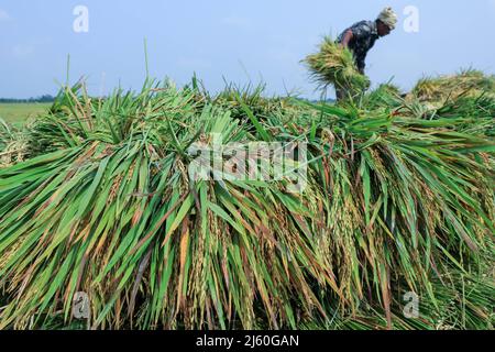 Sunamganj, Bangladesch. 19. April 2022. Ein Bauer sah, wie er seine Ernten in Bündeln auf einem überfluteten Feld in Tanguar Haor in Sunamganj sammelte. Tanguar Haor ist ein Feuchtgebiet im Bezirk Sunamganj im Großraum Sylhet in Bangladesch. Dieser Haor erstreckt sich über eine Fläche von etwa 100sq km und ist das zweitgrößte Süßwasser-Feuchtgebiet in Bangladesch. Für die Einheimischen ist der Haor auch als Nayakuri Kandar Chayakuri Beel bekannt. (Foto von MD Manik/SOPA Images/Sipa USA) Quelle: SIPA USA/Alamy Live News Stockfoto