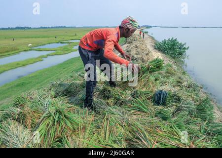 Sunamganj, Bangladesch. 19. April 2022. Ein Bauer sah, wie er seine Ernten in Bündeln auf einem überfluteten Feld in Tanguar Haor in Sunamganj sammelte. Tanguar Haor ist ein Feuchtgebiet im Bezirk Sunamganj im Großraum Sylhet in Bangladesch. Dieser Haor erstreckt sich über eine Fläche von etwa 100sq km und ist das zweitgrößte Süßwasser-Feuchtgebiet in Bangladesch. Für die Einheimischen ist der Haor auch als Nayakuri Kandar Chayakuri Beel bekannt. (Foto von MD Manik/SOPA Images/Sipa USA) Quelle: SIPA USA/Alamy Live News Stockfoto